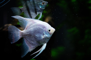 Angelfish freshwater aquarium fish