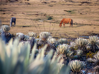 Wild horses behind little forest