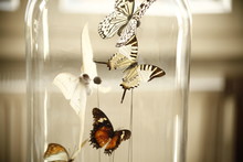 Different Types Of Stuffed Butterfly Under A Glass Dome