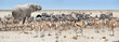 Panoramic african animals scenery. Huge African elephant, Loxodonta africana towering over herds of animals, grouping at waterhole, Etosha, Namibia. Wildlife photography in Namibia.