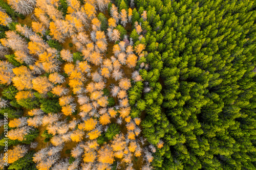 widok-z-lotu-ptaka-jesien-barwiony-las-drone-strzal-z-lotu-ptaka-naturalny-wzor-w-widoku-z-gory-na-dol-z-lotu-ptaka-nad-lasem-zielony-i-zolty-las-modrzew-i-las-swierkowy-malowniczy-krajobraz-z-gory