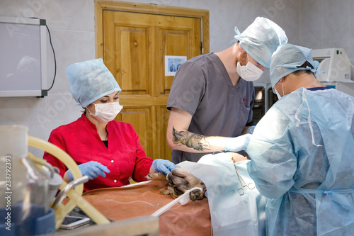 Fototapeta na szkło Veterinary surgeons make surgery for dog in the operating room of a veterinary clinic. Vets doing surgery in the clinic. Medicine, pet, animals, health care and people concept.