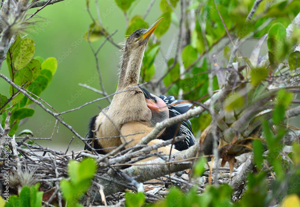 Baby Anhinga and Mom Nesting in Florida Mangrove Stock Photo | Adobe Stock