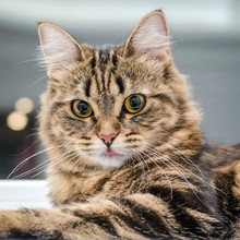 Portrait Of A Beautiful Gray Striped Cat Closeup