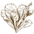 engraving illustration of lettuce salad