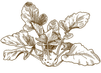 engraving illustration of kohlrabi