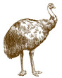 engraving illustration of Emu ostrich
