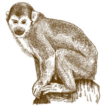 Engraving Illustration Of Squirrel Monkey
