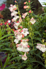 Canvas Print - Penstemon Phoenix Appleblossom