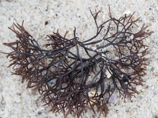 Underwater plant on shore