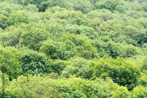 Photographie Forest in Genos (France)