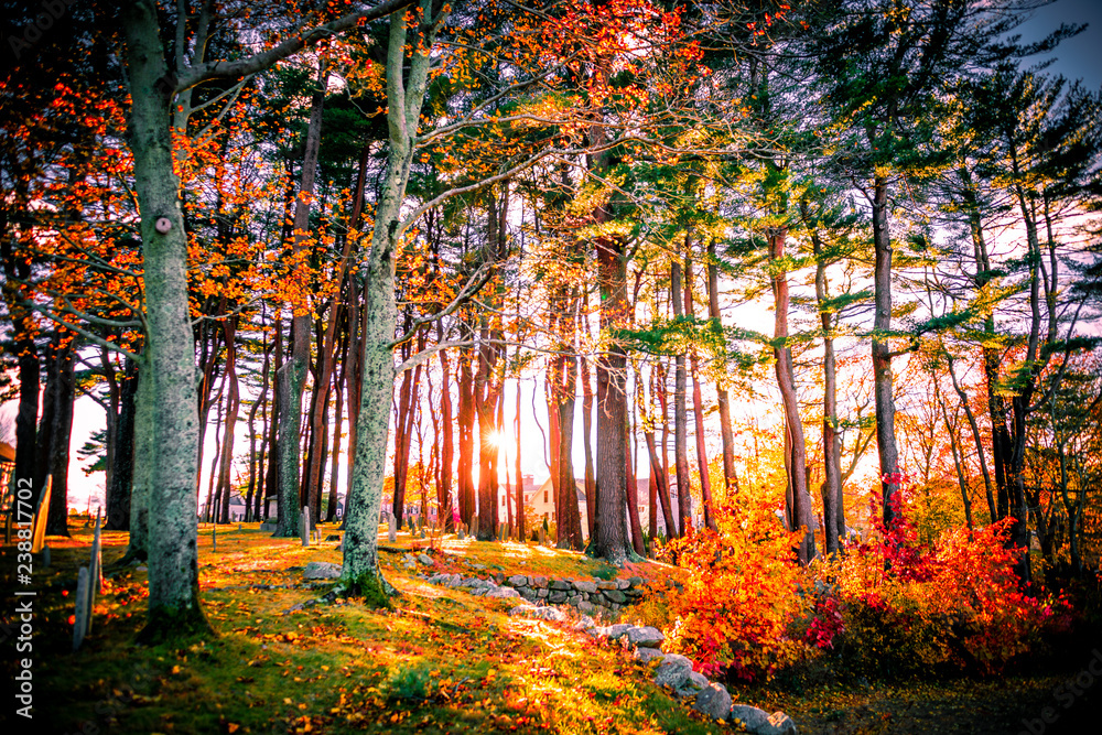 Fall Foliage Sunset - obrazy, fototapety, plakaty 