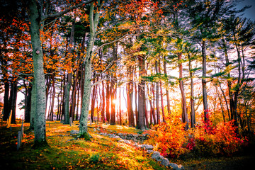 fall foliage sunset
