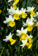 Wall Mural - Narcissus Wisley - Narcisse