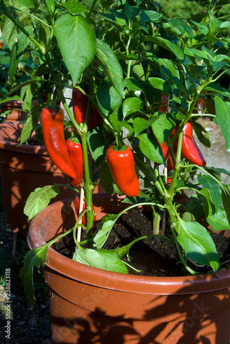 Capsicum Annuum - Piment Luigi En Pot Tableau sur Toile