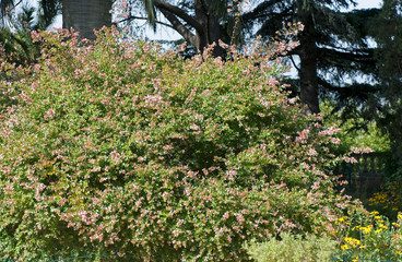 Wall Mural - Abelia Grandiflora