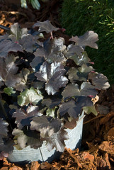 Sticker - Heuchera Blackout