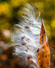 Fluffy Milkweed Seeds Blowing Away Closeup
