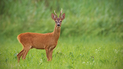 Wall Mural - roe deer, capreolus capreolus, buck with clear green blurred background. wild mammal in nature. pano