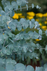 Canvas Print - Eucalyptus Cinerea Silverdollar