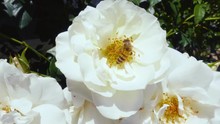 Close Up Shot Of A  Bee On A White Rose Gathering Pollen