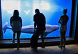 Visitors to an aquarium watch a beluga whale