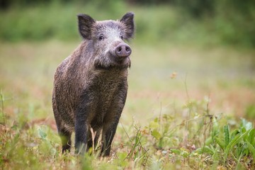 Wall Mural - curious wild boar, sus scrofa, sniffing for danger on hayfield in daylight. cautious wild animal.