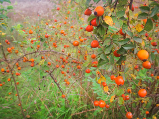 Wall Mural - the wild rose Bush