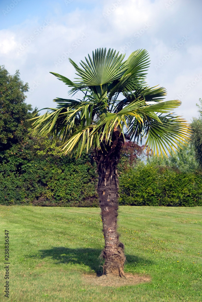 Chamaerops Excelsa (Chamaerops Excelsa Chamaerops, Excelsa Chamaerops, Excelsa Chamaerops excelsa) Chamaerops Excelsa