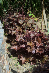 Wall Mural - Heuchera Villosa Palace Purple