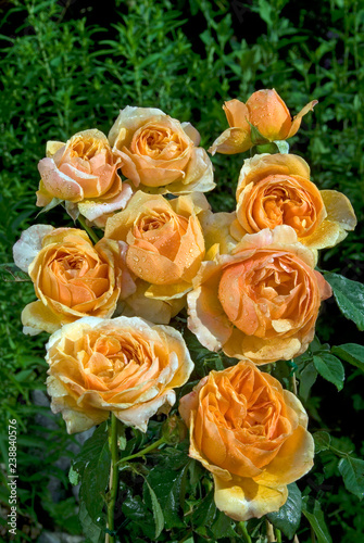 Fotografía Rosa Ht Sherlock Holmes - Rosier