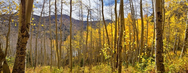 Silver Lake by Solitude and Brighton Ski resort in Big Cottonwood Canyon. Panoramic Views from the hiking and boardwalk trails of the surrounding mountains, aspen and pine trees in brilliant fall autu