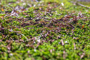 Wall Mural - Green moss grown up cover the asphalt driveway Show with macro view.