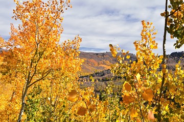 Silver Lake by Solitude and Brighton Ski resort in Big Cottonwood Canyon. Panoramic Views from the hiking and boardwalk trails of the surrounding mountains, aspen and pine trees in brilliant fall autu