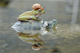 Fototapeta Zwierzęta - Frog with Turtle and Snail