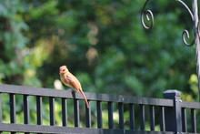 Young Female Northern Cardinal Songbird Birds Perched On Black Metal Fence In Backyard Garden.