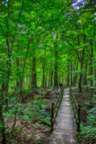 Fototapeta Dziecięca - Wooden footbridge across a shallow ravine in the woods in Kensington Metropark, Milford, Michigan.