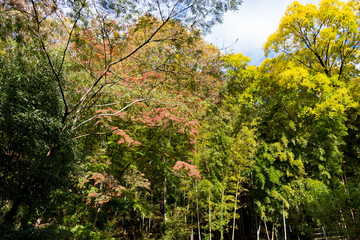 Wall Mural - Takatsudo Gorges wrapped in autumn leaves / Takatsudo Gorges is a valley in Takatsudo Omama-machi, Midori-city, Gunma Prefecture, Japan.