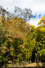 Wall Mural - Takatsudo Gorges wrapped in autumn leaves / Takatsudo Gorges is a valley in Takatsudo Omama-machi, Midori-city, Gunma Prefecture, Japan.