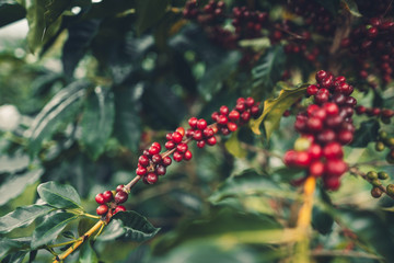 Poster - cherry coffee Good quality red coffee beans exuberant coffee tree