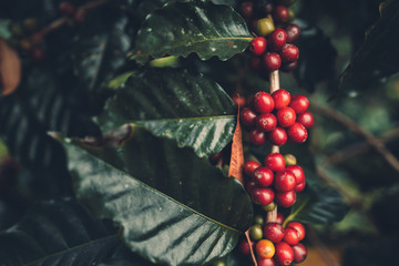 Poster - cherry coffee Good quality red coffee beans exuberant coffee tree