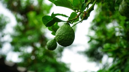 Poster - The bergamot on the tree.