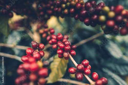 Fotografía cherry coffee Good quality red coffee beans exuberant coffee tree