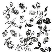 Blackberries. Set. Risnok Black On A White Background. Silhouette. Doodle