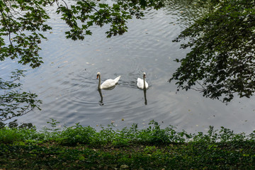 Two white swans in water