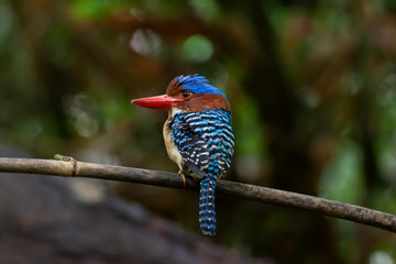 banded kingfisher (male). It is a tree bird found in lowland tropical forests of southeast Asia. It is only member of  genus Lacedo. Male and female adults are very different in plumage..