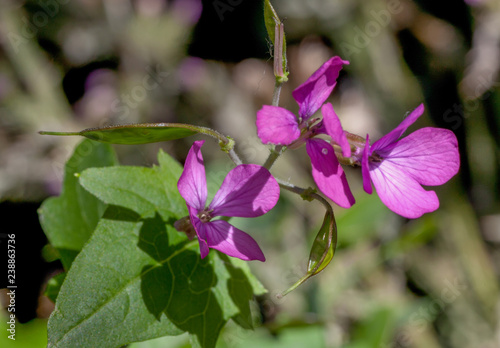 Macrophotographie Fleur Sauvage Monnaie Du Pape Lunaria