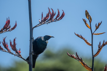 Tui on a flax