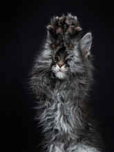 Head Shot Of Impressive Blue Silver Maine Coon Cat Kitten Looking In Lens Brown Eyes And Two Paws Above Head In The Air Playing Peek A Boo / Begging. Isolated On Black Background.