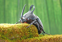 Beetle : Rabbit Ears Beetles (Eupatorus Birmanicus) Horned Rhino Beetle With Large Rabbit Ears Horn Protrusions, Native To Bamboo Forest Of Northern Thailand And Myanmar. Rare Insect